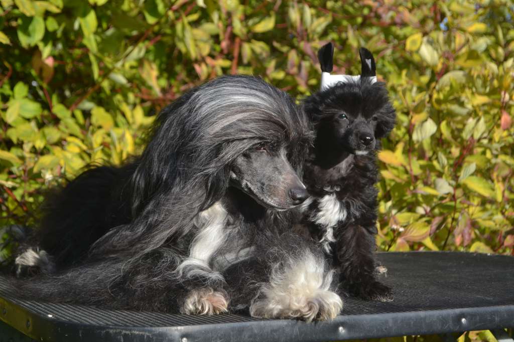 Avelina Tais-Show Bovari Black Magic