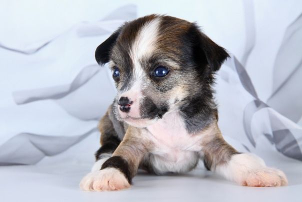 Landkris Ametist Happy Feeling