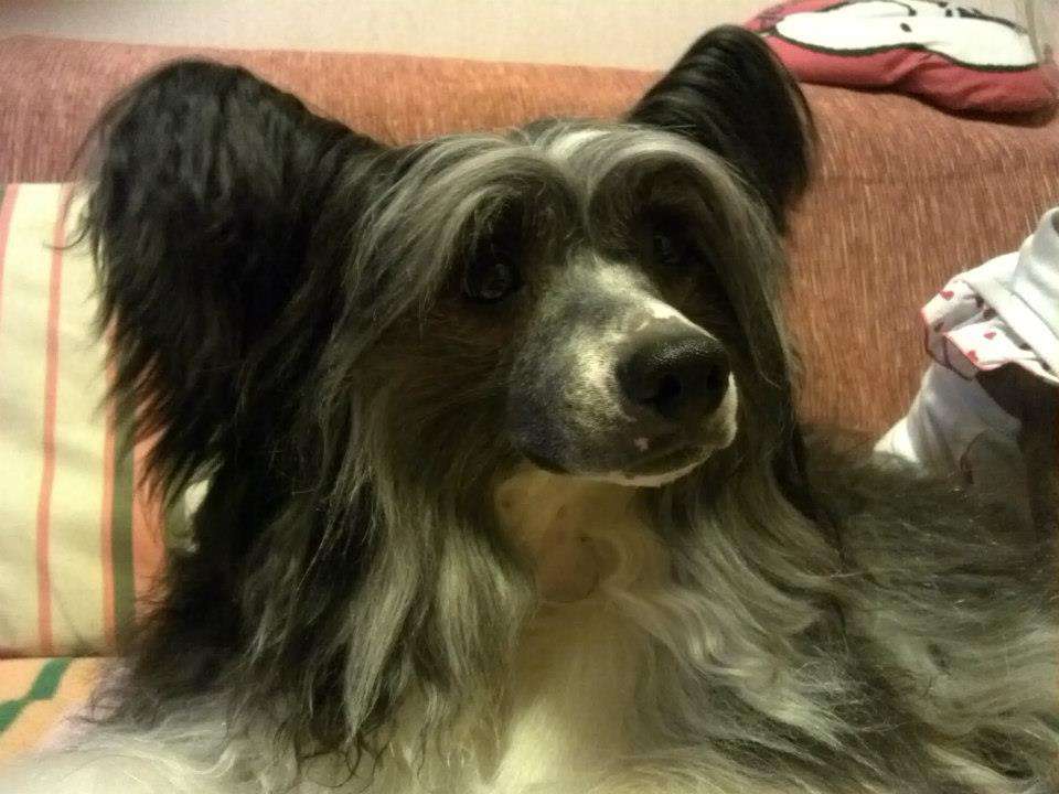 Landkris Atilla Iron Will