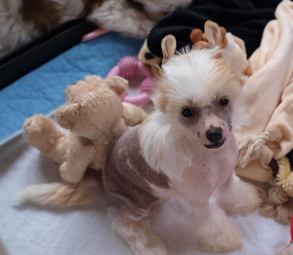 Tizzy Coco Chanel likes Amica mia