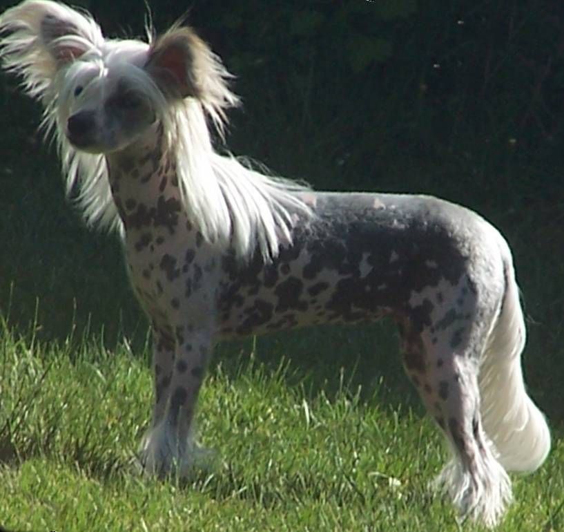 Prajna The Four Leaf Clover