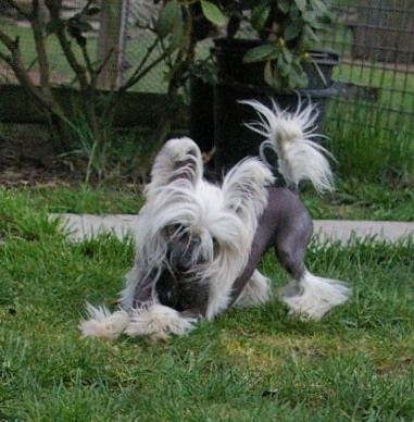 Zazou ze Zatopené chajdy