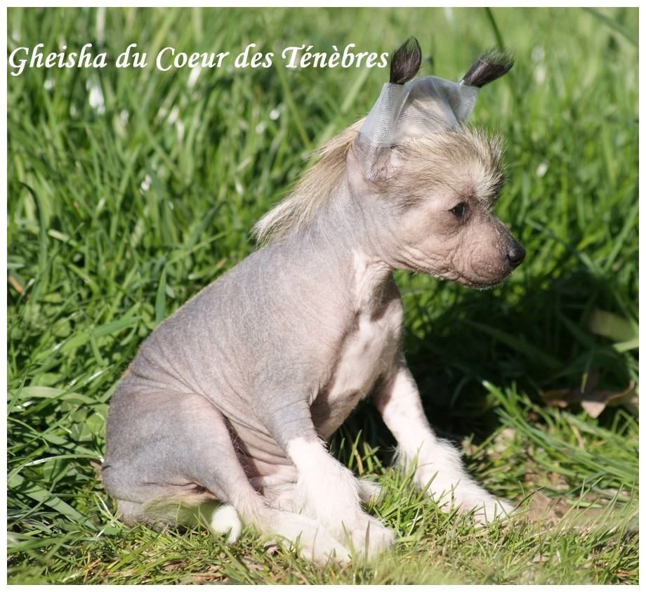 Gheisha Du Coeur Des Tenebres