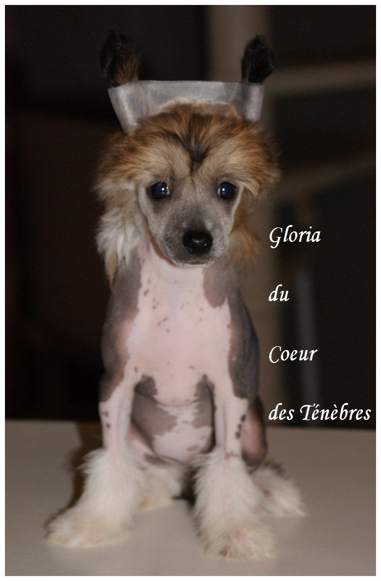 Gloria Du Coeur Des Tenebres