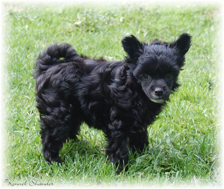 Shandor's Jack Daniels