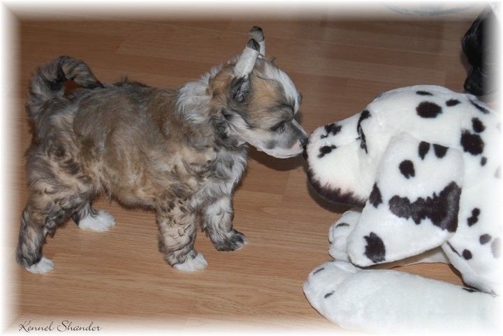 Shandor's Jippie Jeey