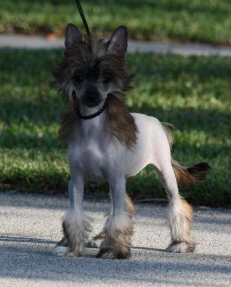 Stillmeadow The Doggone Girl Is Mine