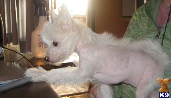 Pixie of Shelterwood