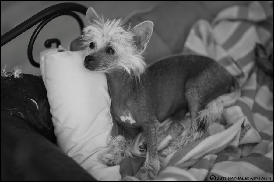 Give Me Love Des Picholines