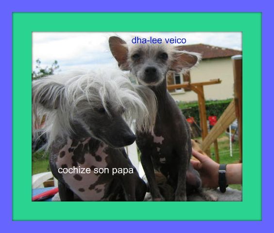 Dha-lee Veico du Soleil Levant de Lastrèche