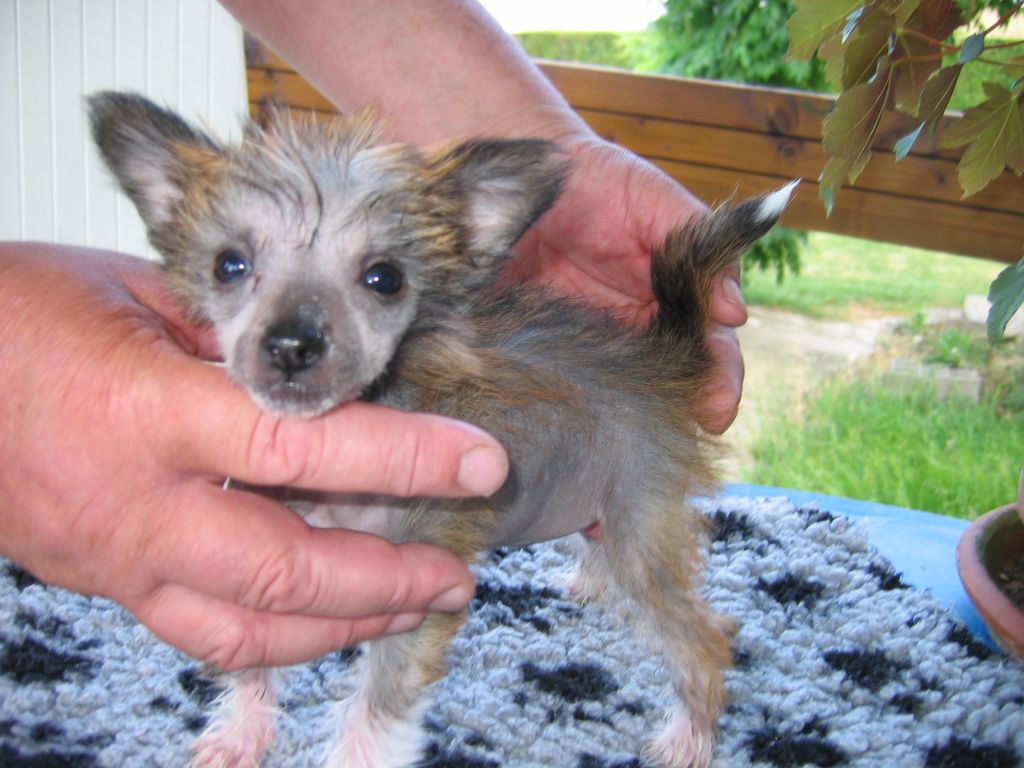 Etoile-Shan Bahco du Soleil Levant de Lastrèche