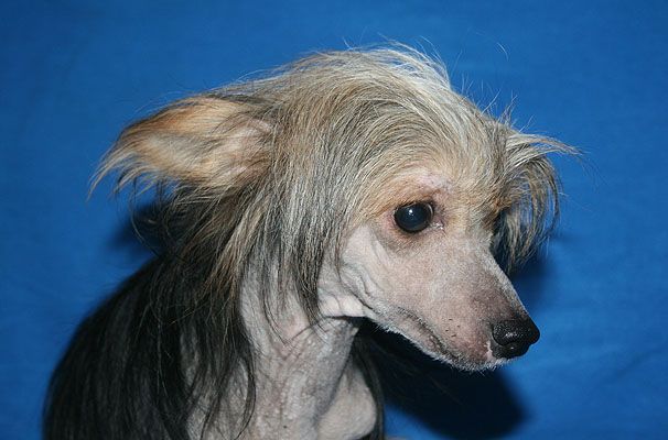 Lucky Sant'Angelo Iz Sozvezdiya Psov