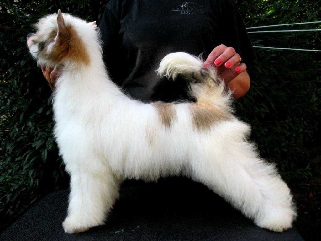 Abercrombie Pastoral