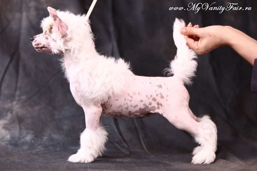 My Vanity Fair Mystic Show Girl