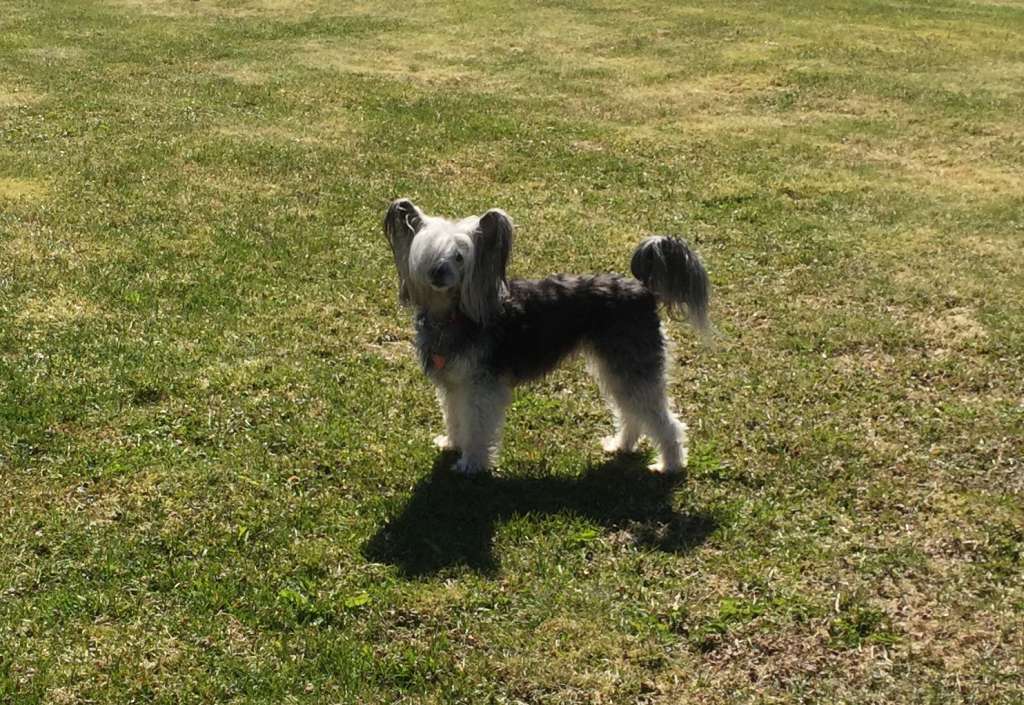 Lionheart Kodak Moment