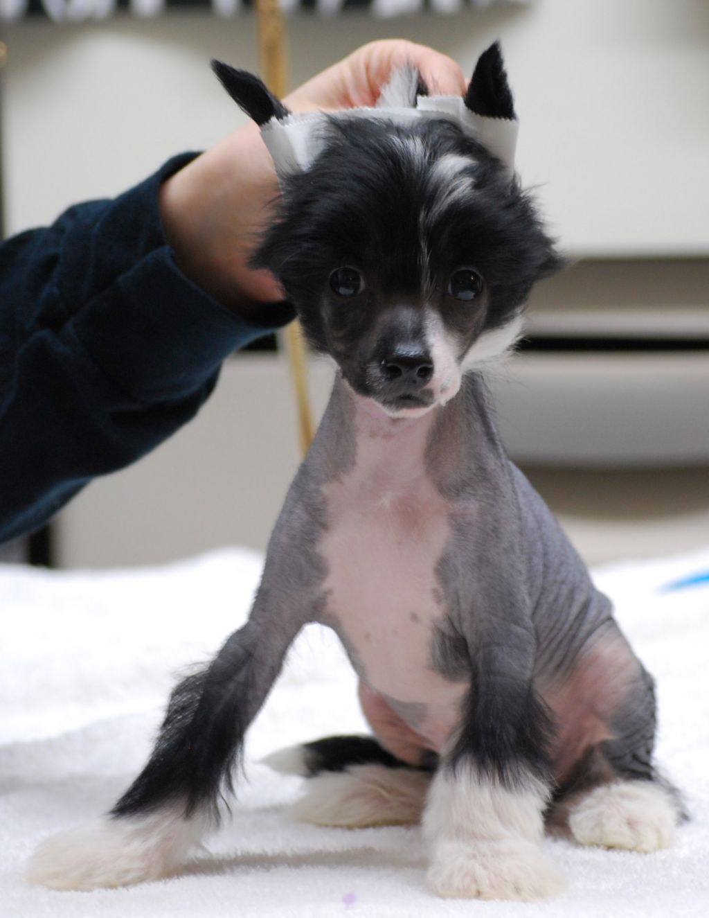 Zoelle Chip of My Heart