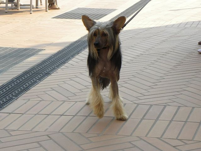 Legran True Magnifisen 