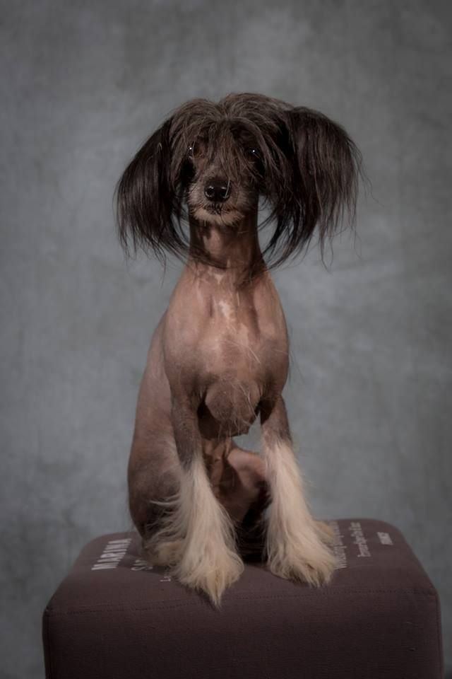 Stormblåstens Nobody Hears