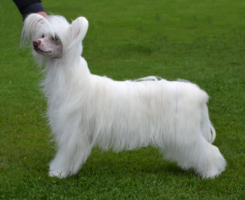 Stormblåstens Hearing Voices