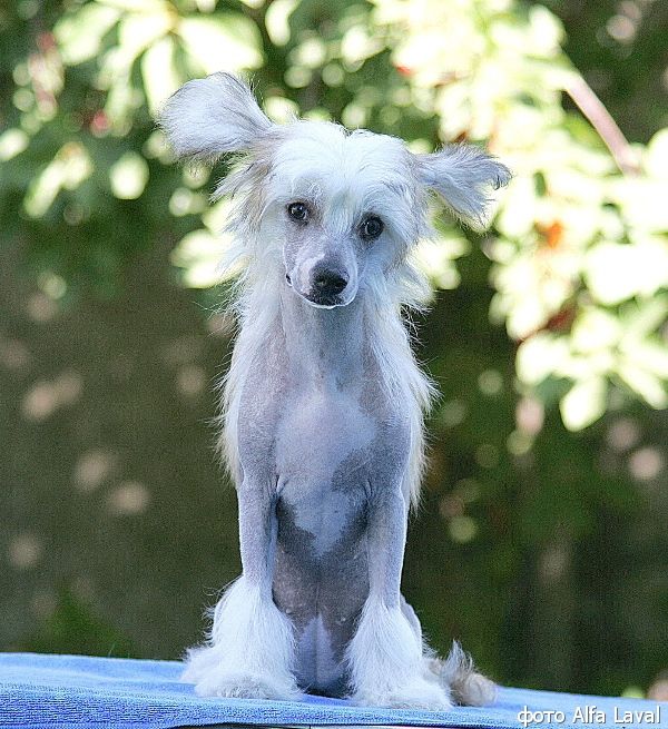 Rovanni Djekattolo Fiji Fiera