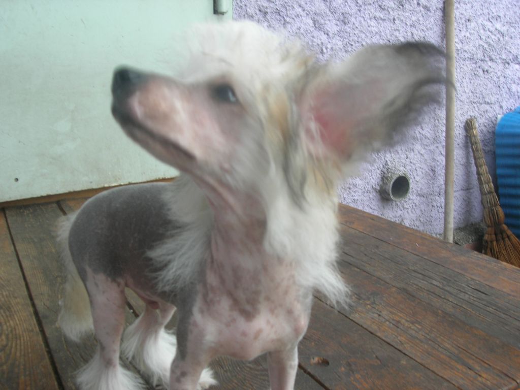 Rovanni Djekattolo Fabiano Gift