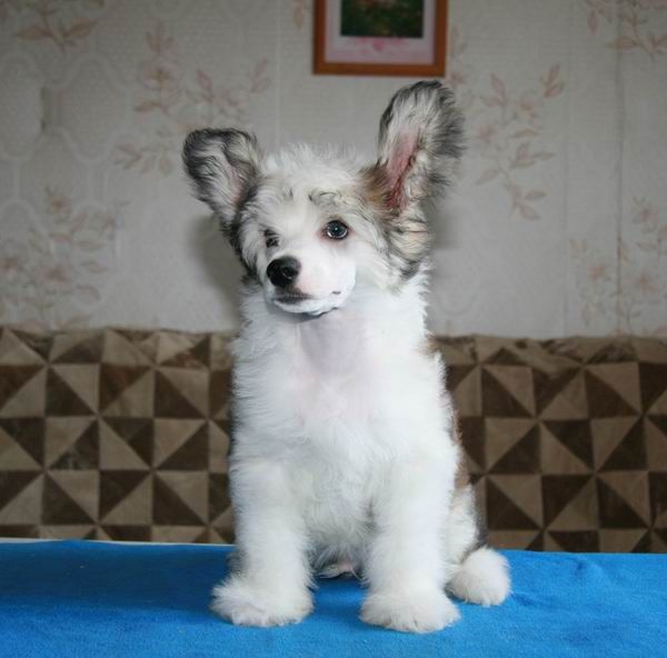 Rovanni Djekattolo Federico Fellini