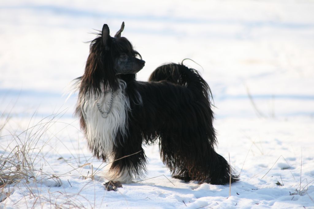 Dresscode-Zero Knock Out