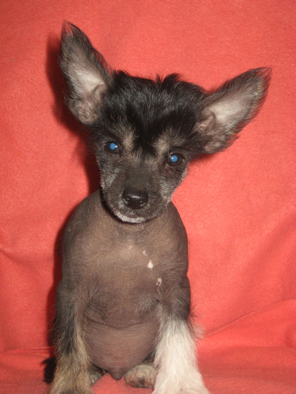 Rillareijan Viies Villi Vekara