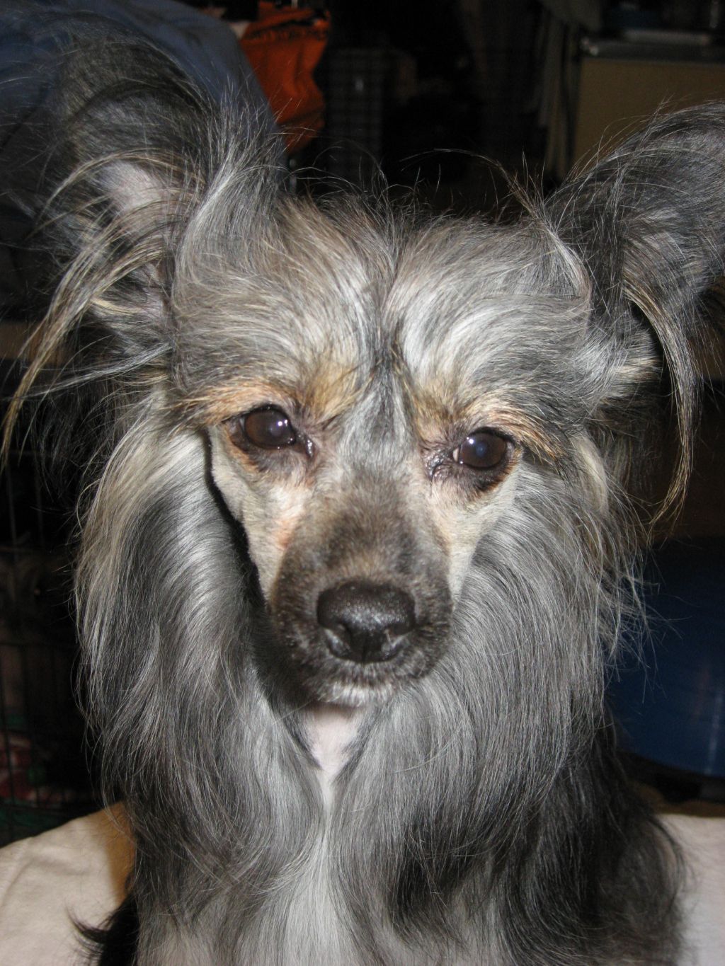 Rillareijan Kuues Kaunis Neito