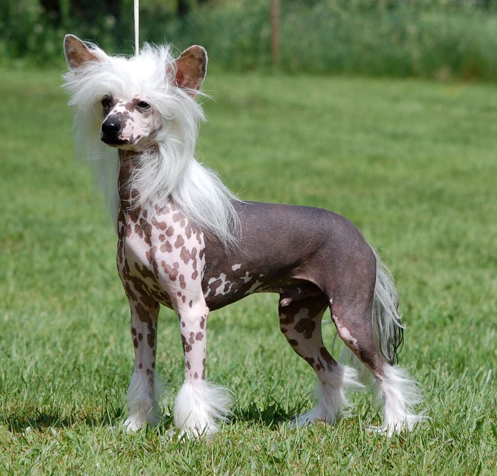 Prefix Harlem Globe Trotter