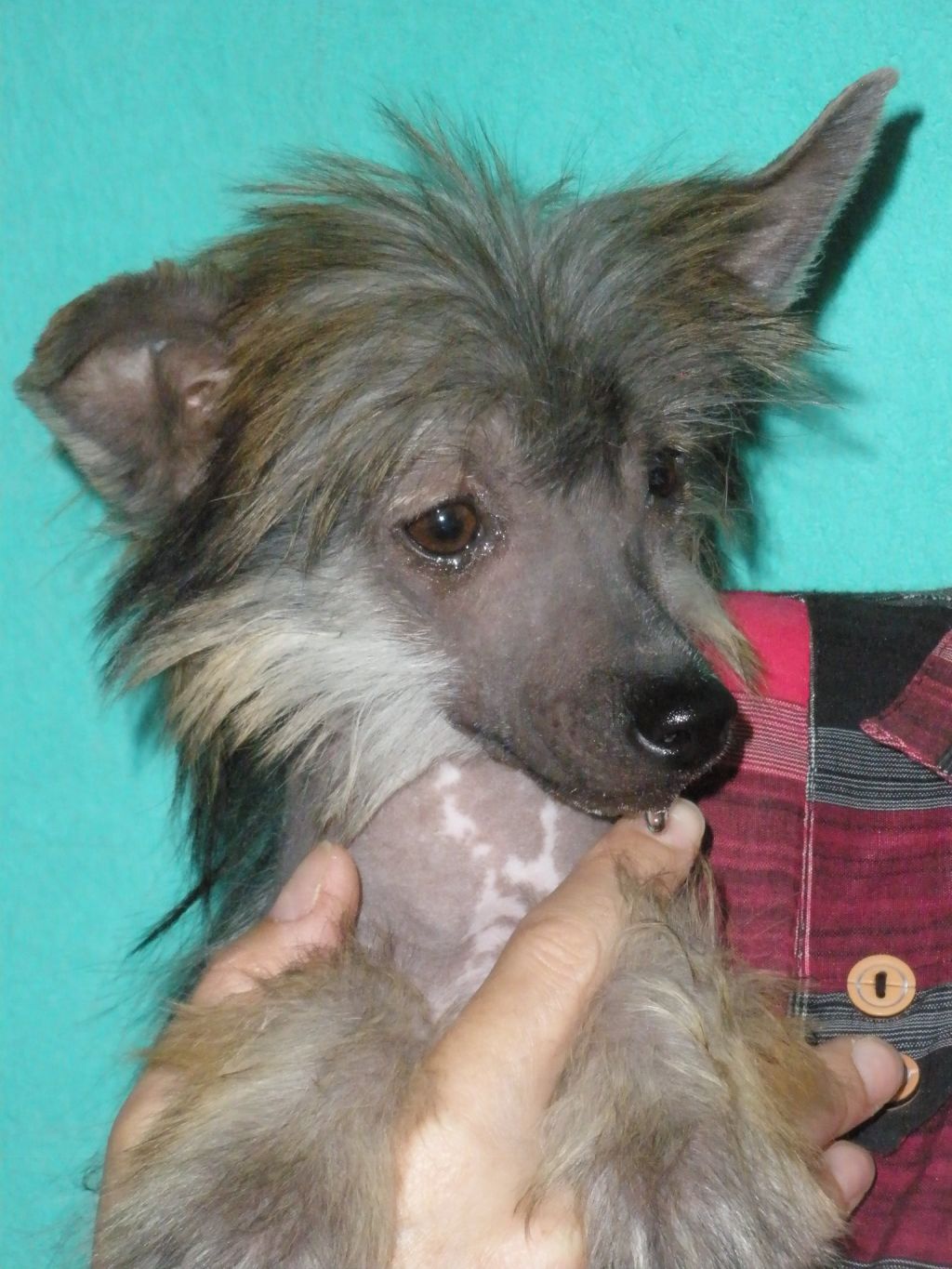 Prada Impression Zingall Roz 