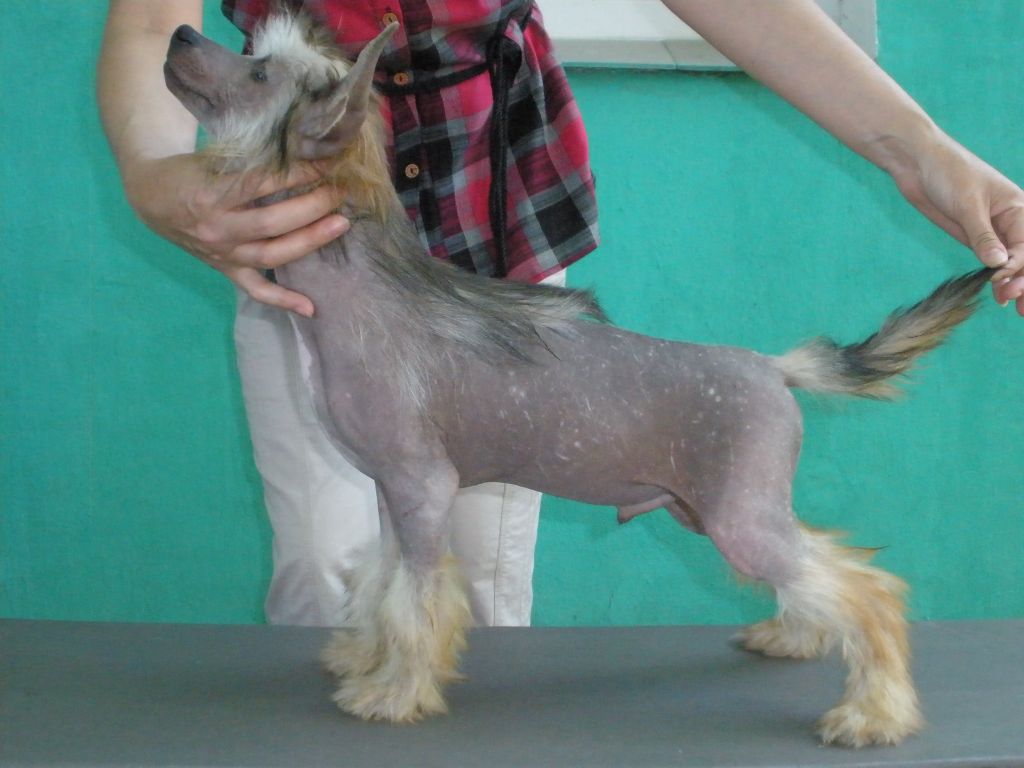 Play Boy Chicko Zingall Roz 