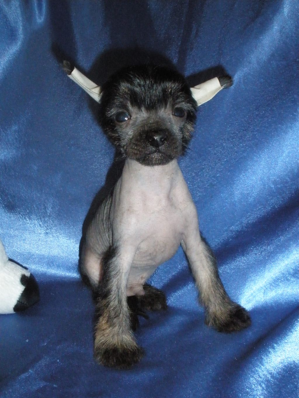 Patrik my Gentle Friend Zingall Roz 