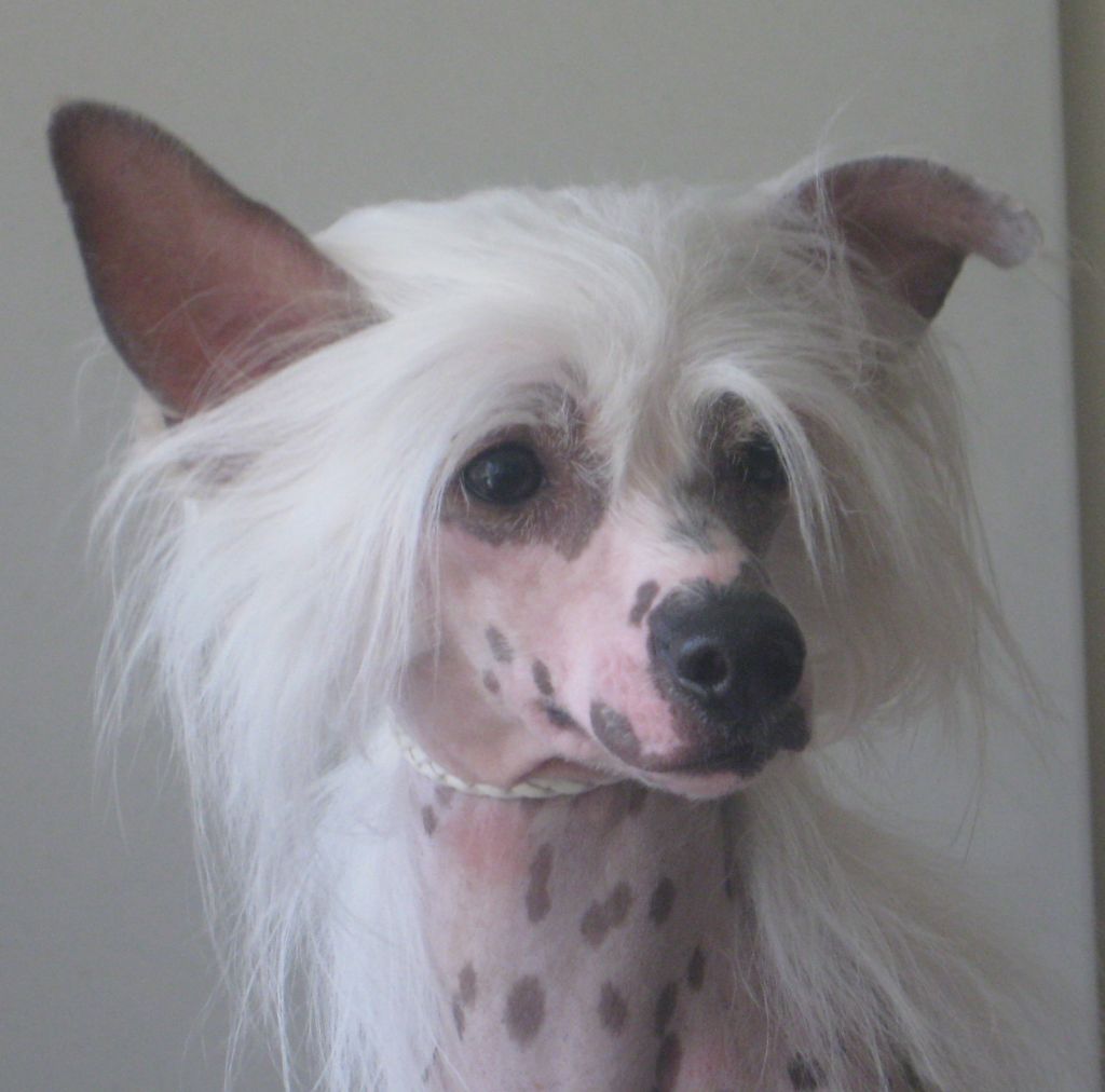 Lacshen's Can't Read My Polka-Face at Explicit