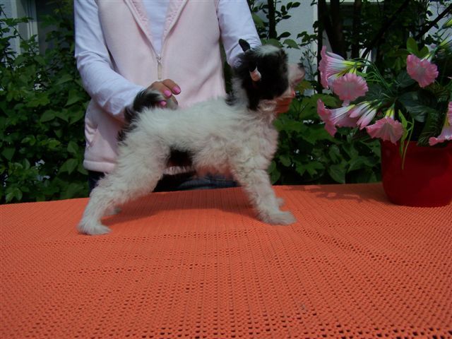 Bahema' Sun  Gintaro Magija