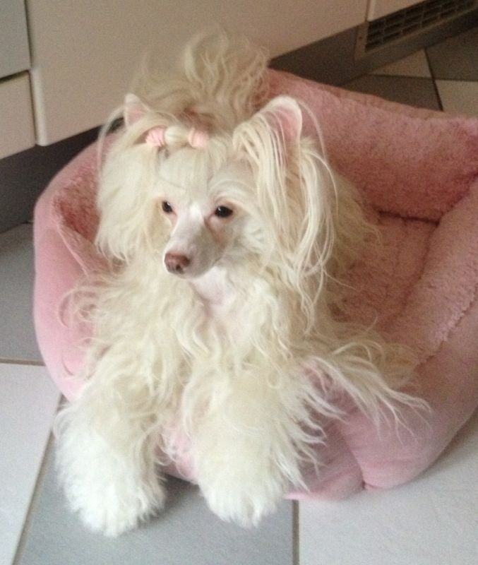 Icecream von Shinbashi