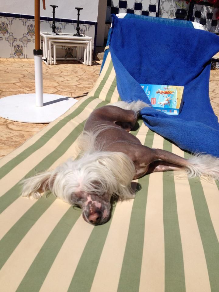 Paw-a-dee Never Stop