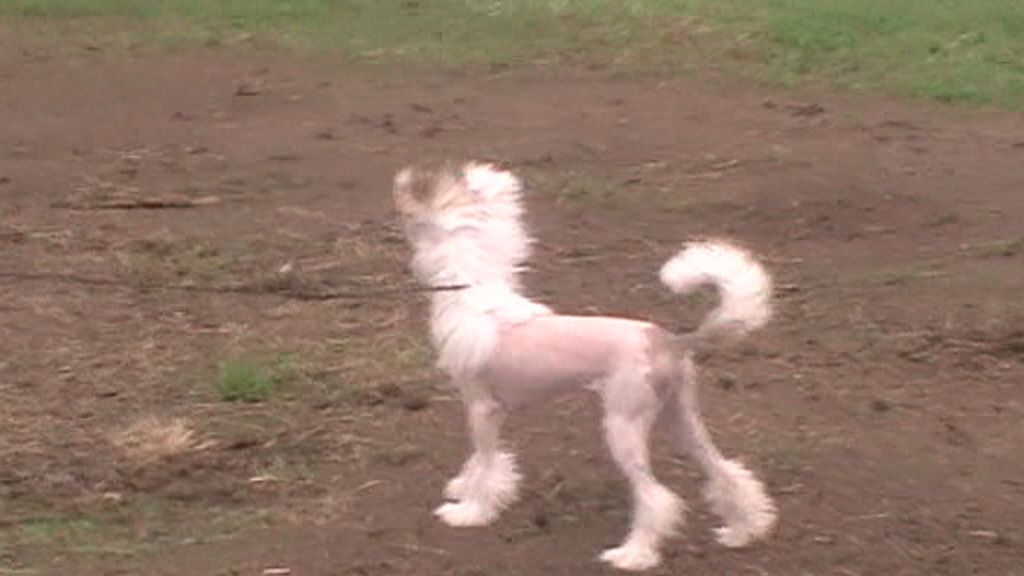 Doucai's New Avenger