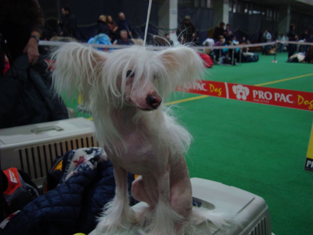 Fantastik Kashmir Cherri Chessi