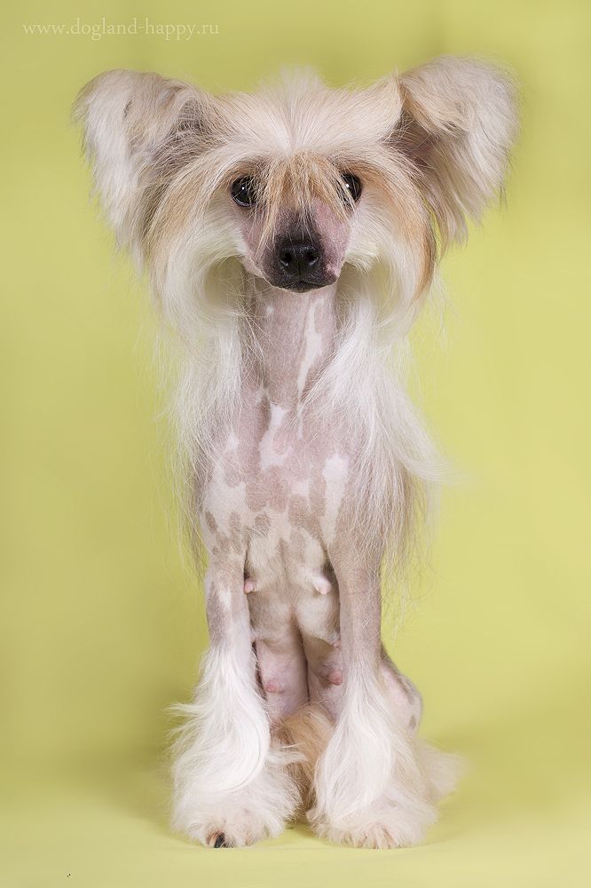 Dogland Happy Laperla