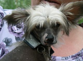 Dogtrix Dramatiska Dagny