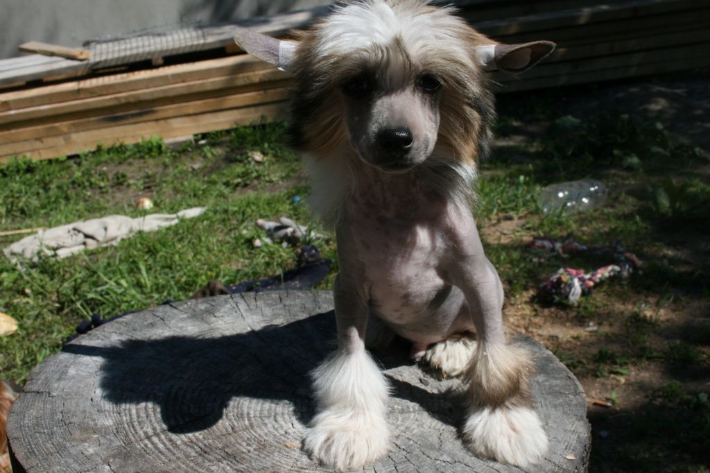 Bella Konstanta  Czenniy  Priz