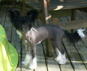 Dogtrix Coola Cruella