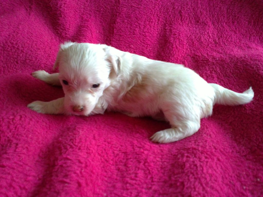 Madame White Dream de Bullack