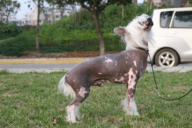 Sky Moonlight Garden FCI Lee