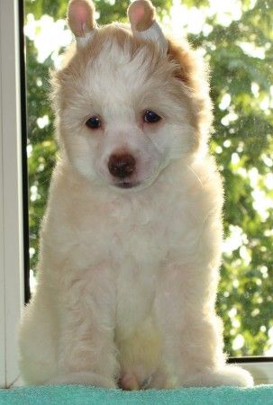 Ordji Gold  Bonus Westtai