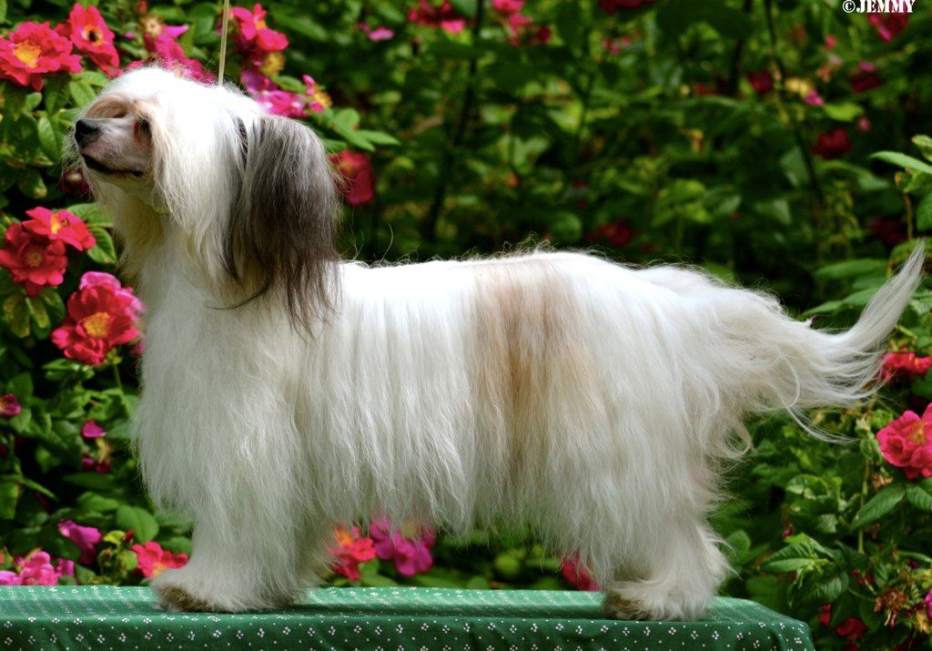 Royalette's Bild Lilli