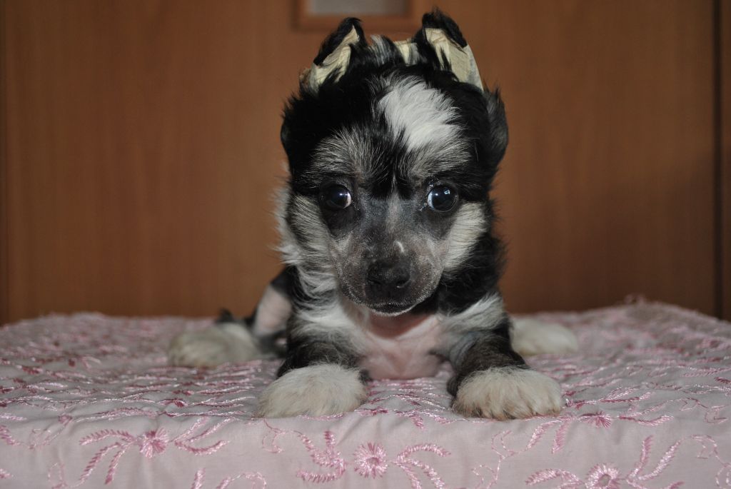 Grand Sunlife Zambezi