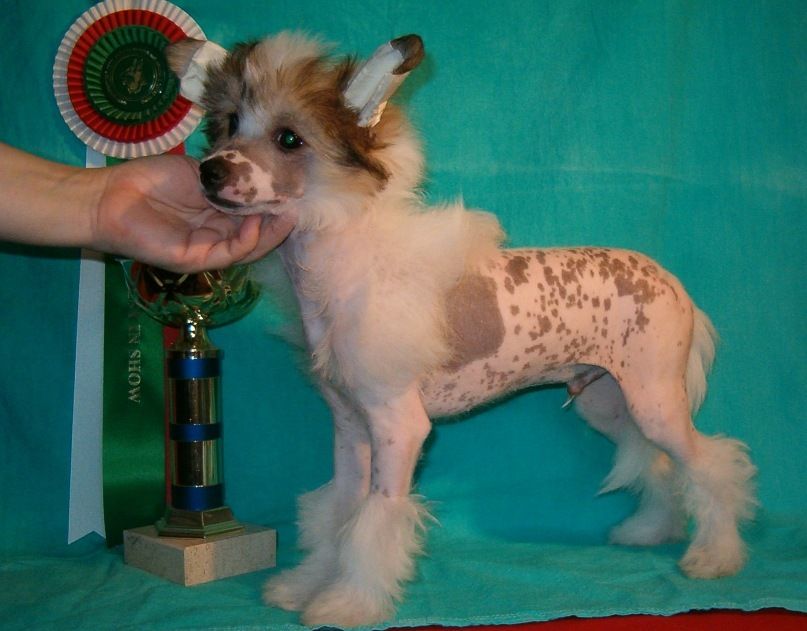 Elf Elen's Etien Gotie