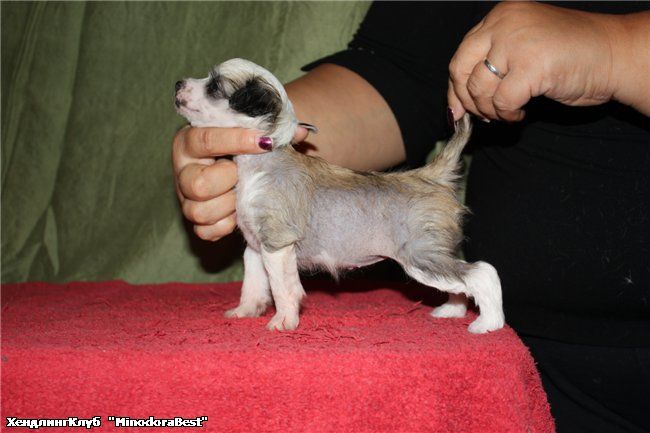 Romantica Victory Always  Minodora